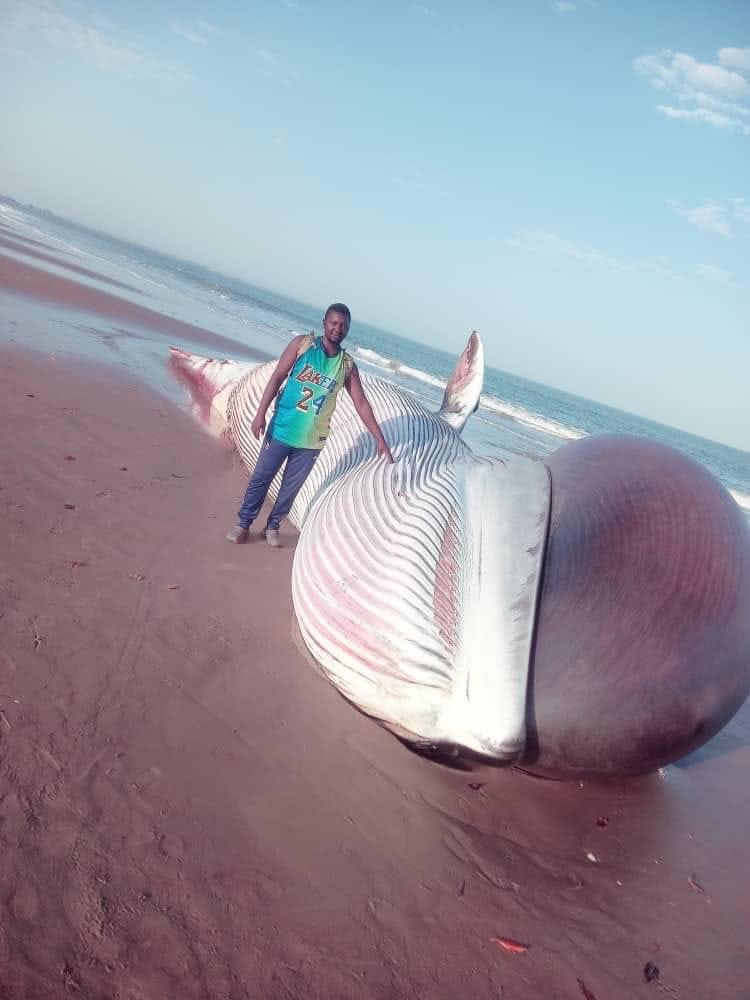 TheAlkambaTimes's tweet photo. The dead whale is 22-ton with a length of 15.10M with a width of 7.92M 

A dead whale that has been washed up on the shoreline of Barra-Jinack beach is a 22-ton whale, with a length of 15.10M and a width of 7.92M, according to investigations by the country park and wildlife department.  

In a brief statement, the Department of Parks & Wildlife says they are coordinating with relevant stakeholders to dispose of the carcasses of the dead whale safely.  

“The  22-ton whale washed up on a beach in Niumi between Barra and Jinack Islands. It had a length of 15.10m and a width of 7.92m.

However, the species is presently in danger of  extinction due to its small population size and restricted range and threats from energy exploration and development, habitat fragmentation, oil spills and oil spill response, vessel collisions, and fishing gear entanglement,’ the wildlife department said.