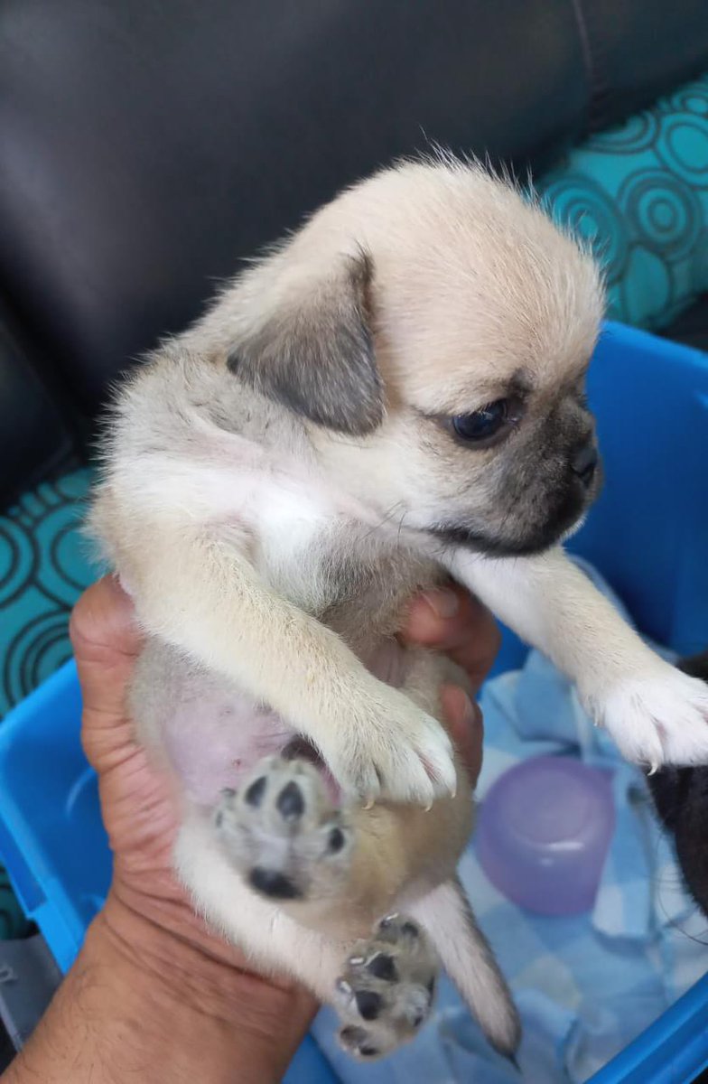 Gregorio De la Cruz Cruz tweet media