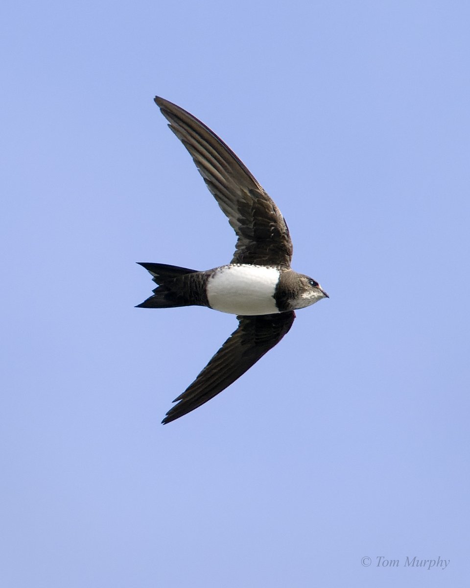 Tom Murphy tweet media