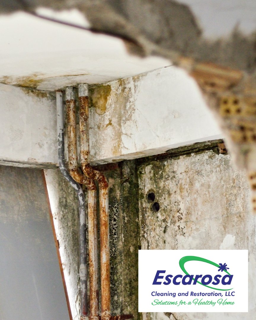 Worrying about mold behind the walls of your home or work can be unsettling.
Say goodbye to mold problems w/ our certified Mold Removal Services! We have the skills &amp; resources to eliminate mold effectively &amp; efficiently.
Call us today! 850-432-6060

#moldremoval #mold #Pensacola