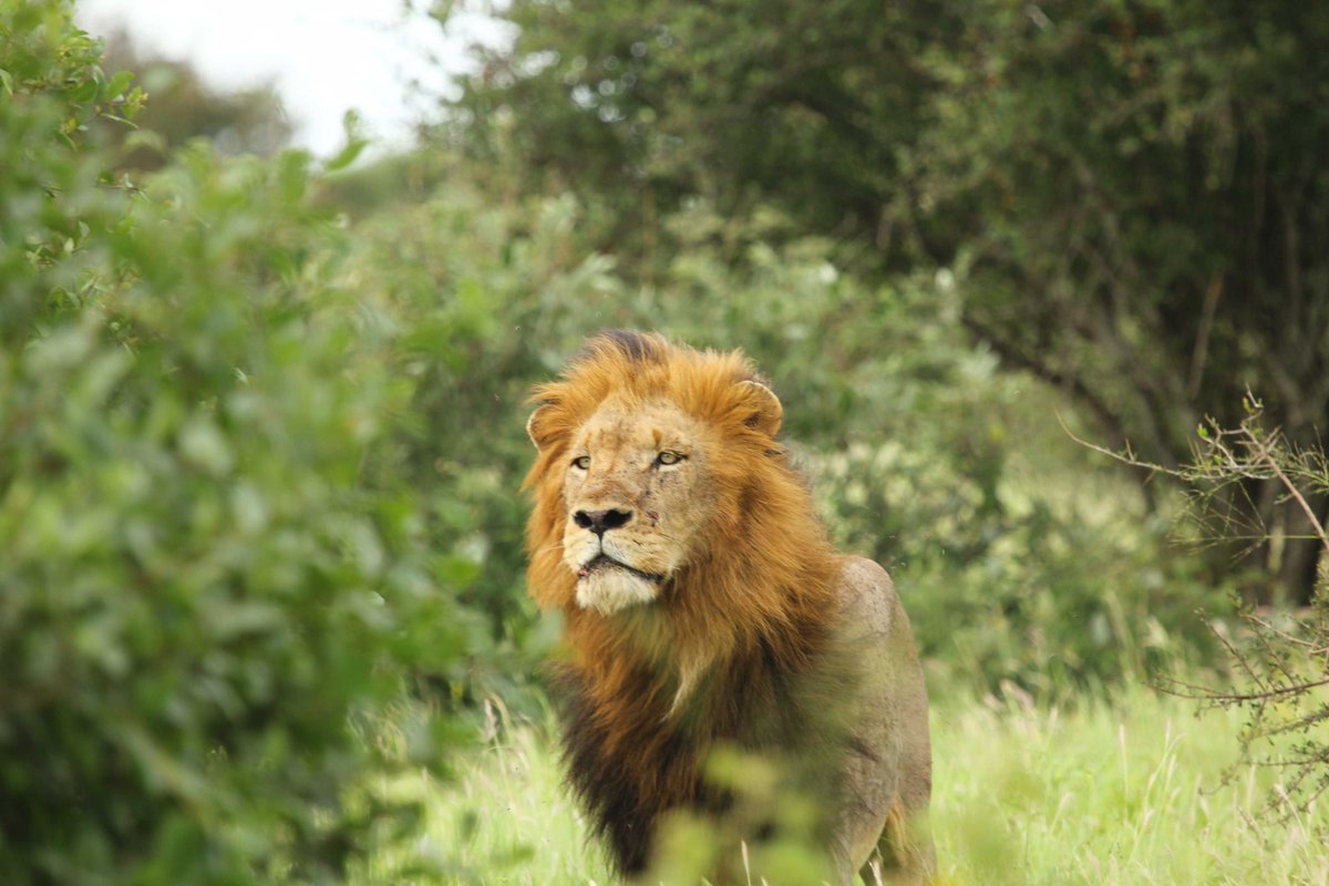 Beauty is in the eye of the beholder. #lion #lions #krugernationalpark #krugersightings #safari #nature #wildlife #animals #Oscars #wtcfinal #Oscars2023 #KAI_Rover #GetWellSoonJeno #الاتحاد_الفيحاء #NZvSL