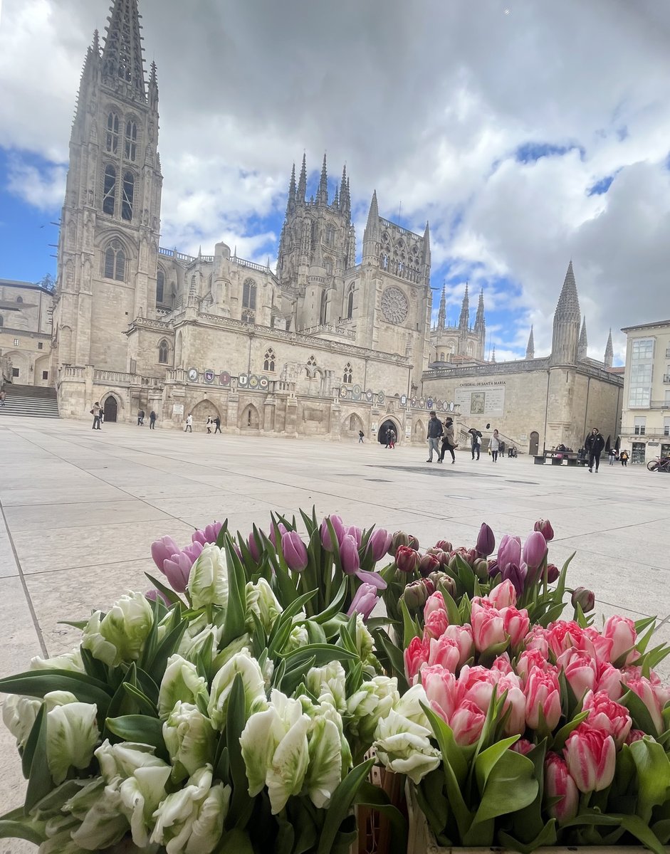 FloresCastilla's tweet photo. ¡Ya huele a primavera! 💐
Hemos querido ponerle un poquito de color a nuestra Catedral y Arco de Santa María con estos preciosos tulipanes 🌷
Hasta el sol 🌞 ha querido salir entre las nubes para verlos 😍
#burgos #catedraldeburgos #tulipanes #primavera #floresburgos https://t.co/aUfpWLXS6P
