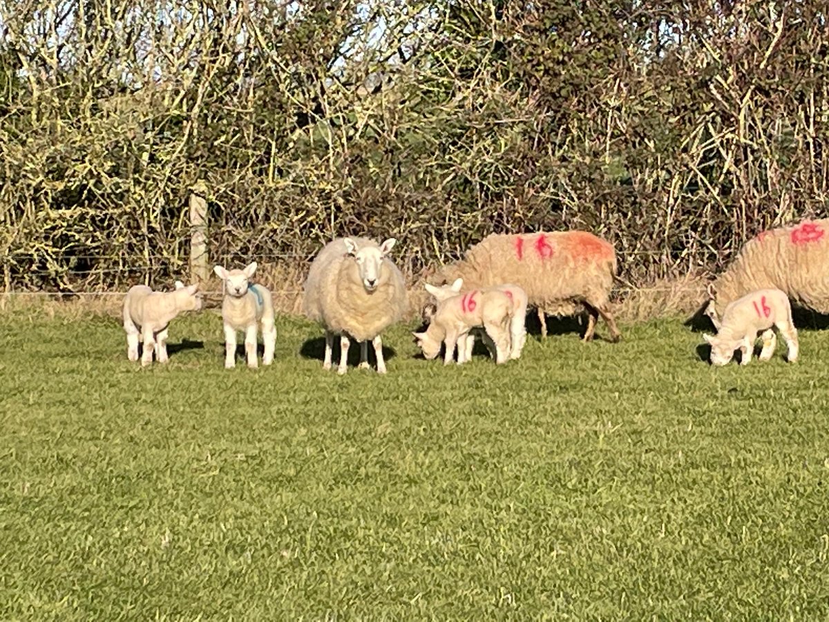 If we’re going to eat meat we should eat the best quality, locally produced, sustainable meat we can afford. Meet Sophie Arlott from @lavintonlamb who is doing just that #locallamb #deliciousmeat #regenerativefarming #lincolnshire #eatlocalfood