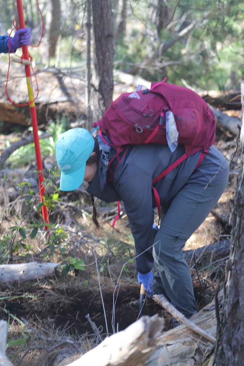 wsubio's tweet image. The Rua Lab visited native stands of Pinus radiata along the central California coast over Spring Break to sample the soil microbiome. Scion employees Dr. Steve Wakelin and PhD student Sarah Addison also joined them. @megrua @MicrobiomeTree