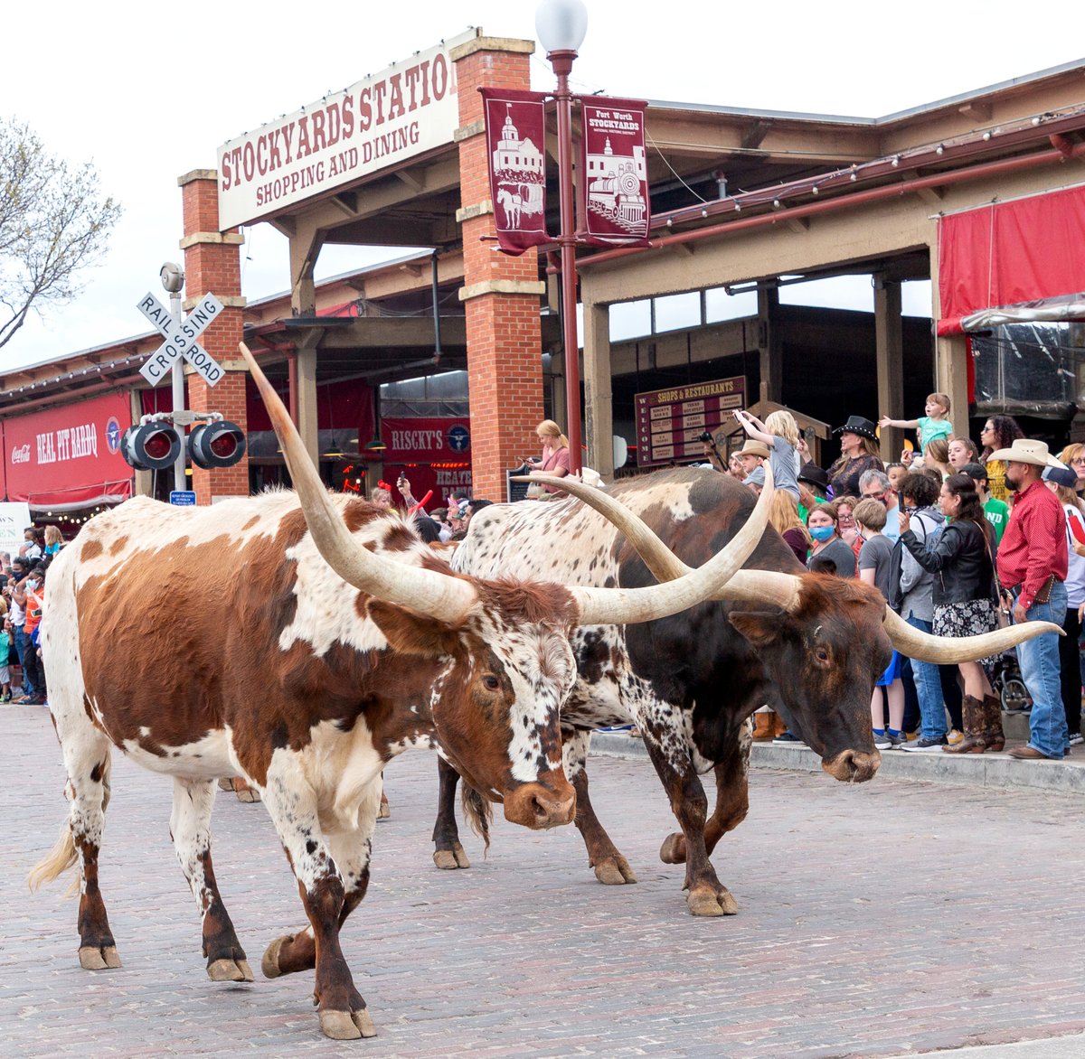 MuleAlley's tweet photo. Come on down to the Stockyards this Saturday, March 18, for an entire day of Irish-Western fun when Cowtown Goes Green!
Join us for a full day of family fun, featuring a spectacular parade and Stockyards Championship Rodeos!
#SpringBreakaway #CowtownGoesGreen #LifeOntheAlley https://t.co/ABx8LezoBJ