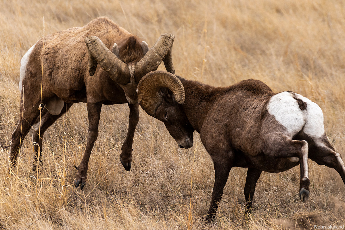 NeblandMagazine's tweet photo. #MatingMonday! For bighorn sheep, to determine who is most fit to mate, males will often headbutt their rivals.

The stronger, more dominant ram will usually win the match, proving to the female that he is the best choice.

📷: @NEBland_Haag
#Nebraskaland #WildlifeEducation https://t.co/qU3a3StajV