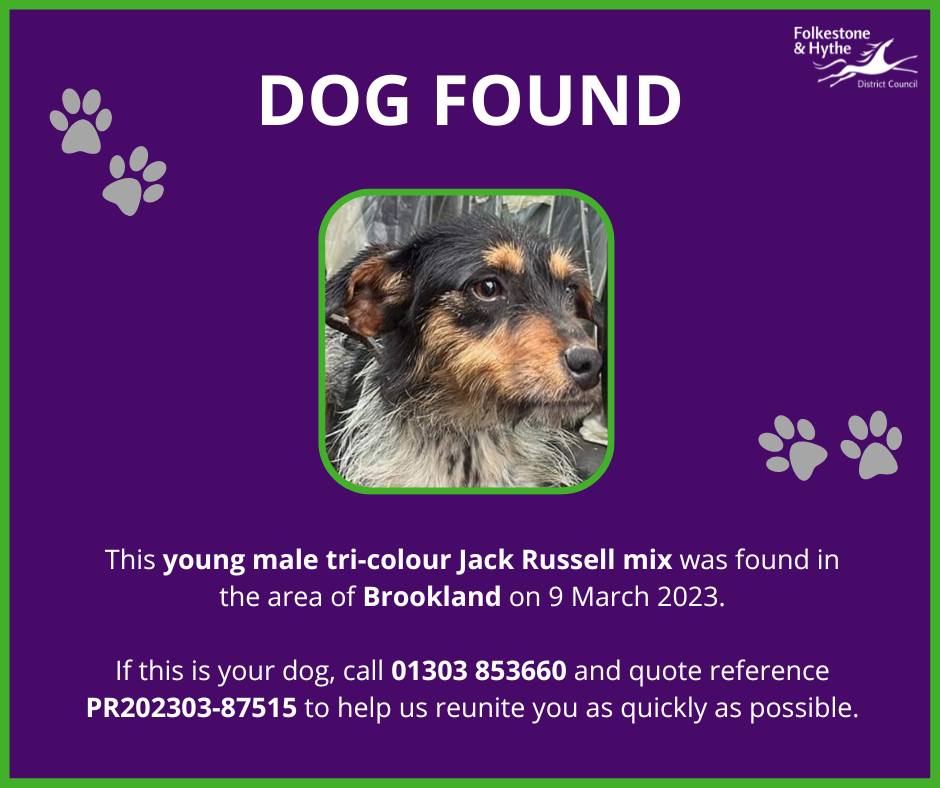 The_Animal_Team's tweet photo. Young tri-colour #JackRussellX #found in the area of #Brookland Folkestone & Hythe #Kent on 9/3/23. If you know the owner of this #dog please use contact number below. ⬇️ https://t.co/r4aaz6Q1mJ #FoundDog #Folkestone #Hythe #dogsoftwitter https://t.co/PEVXjRdXoN