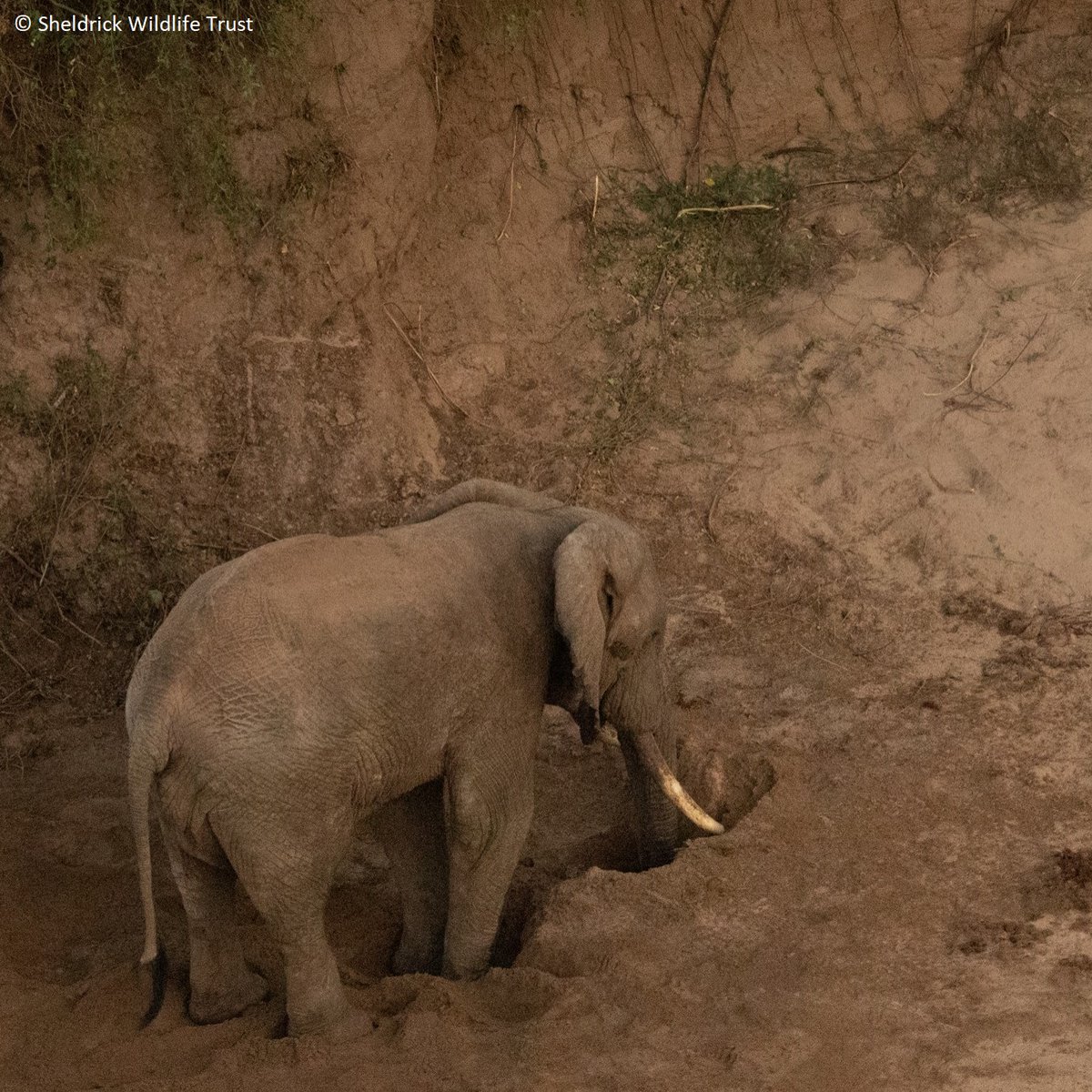 John Elk 🇺🇦 on Twitter "RT SheldrickTrust During the dry season
