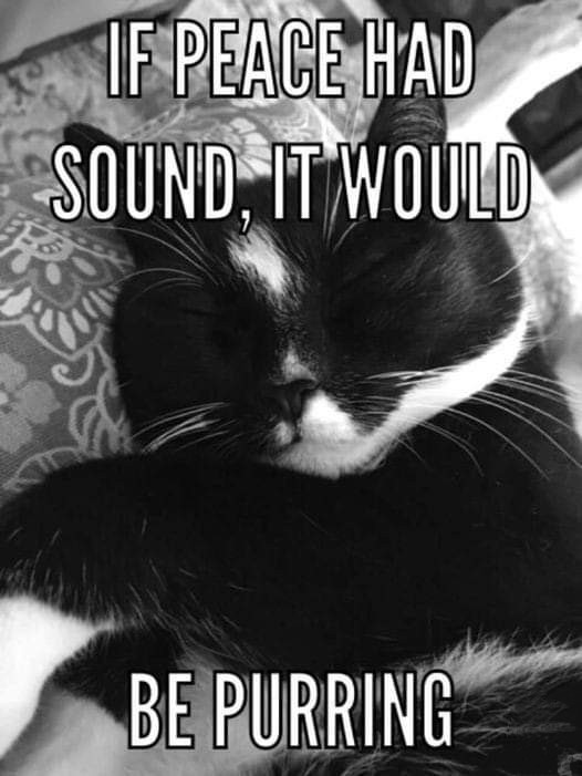 almostmelody's tweet photo. #CatLovers #CatsOfTwitter https://t.co/Vw00Q5kaqu