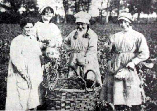 KillesterTweet's tweet image. The Colony Farm in Killester. Onions Anybody? #Killester #Dublin m.facebook.com/story.php?stor…