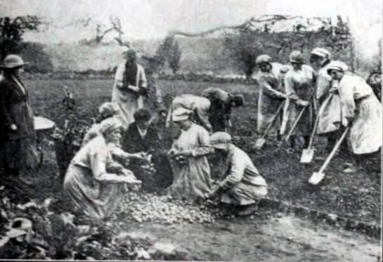 KillesterTweet's tweet image. The Colony Farm in Killester. Onions Anybody? #Killester #Dublin m.facebook.com/story.php?stor…