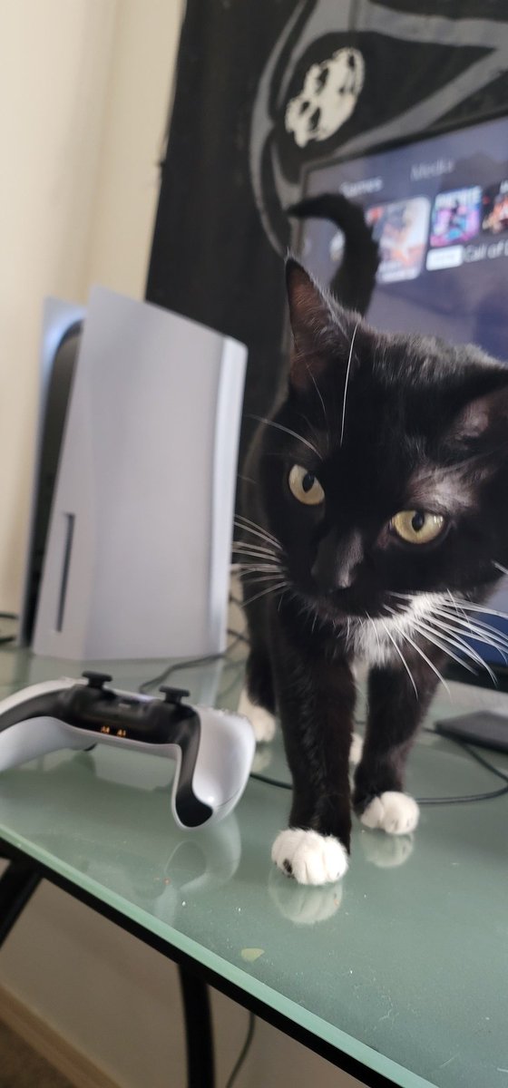 TheSpacemanCan's tweet photo. She heard the beep

#cat #ps5 https://t.co/ngKAYt9iIp