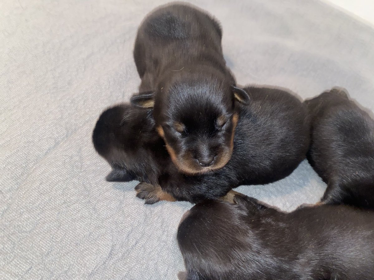 King Rottweilers tweet media