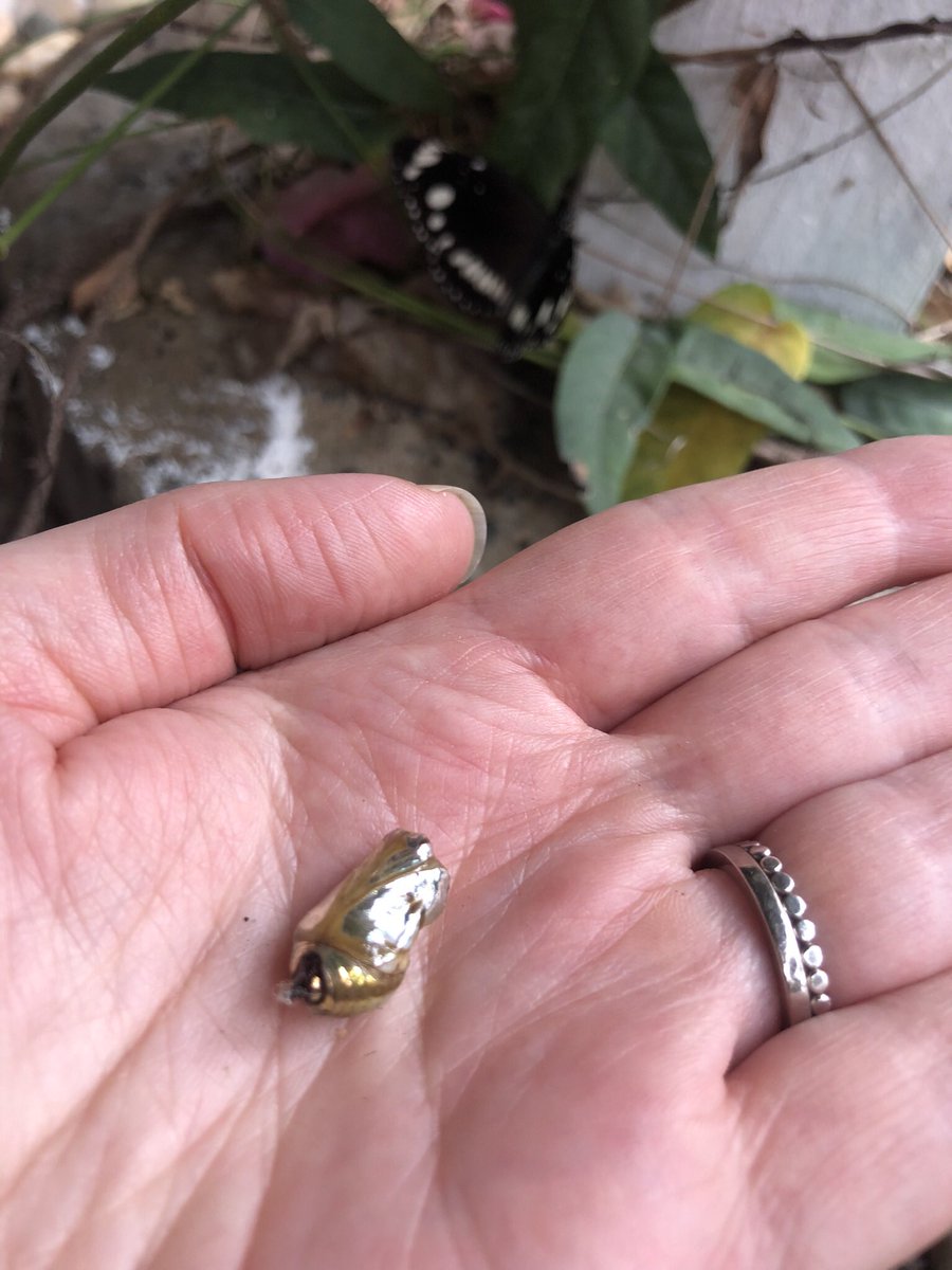 MandalouAu's tweet photo. Gm! reattaching a fallen chrysallis and a new life drying her wings from our army of caterpillars who have set up home on a vine on our stairs 🖤🤍 #commoncrow #butterfly #caterpillar #lifecycle #suburban #picks #daily #insect #fix #nftartists #nftcommunity https://t.co/bm7KY5KsQe