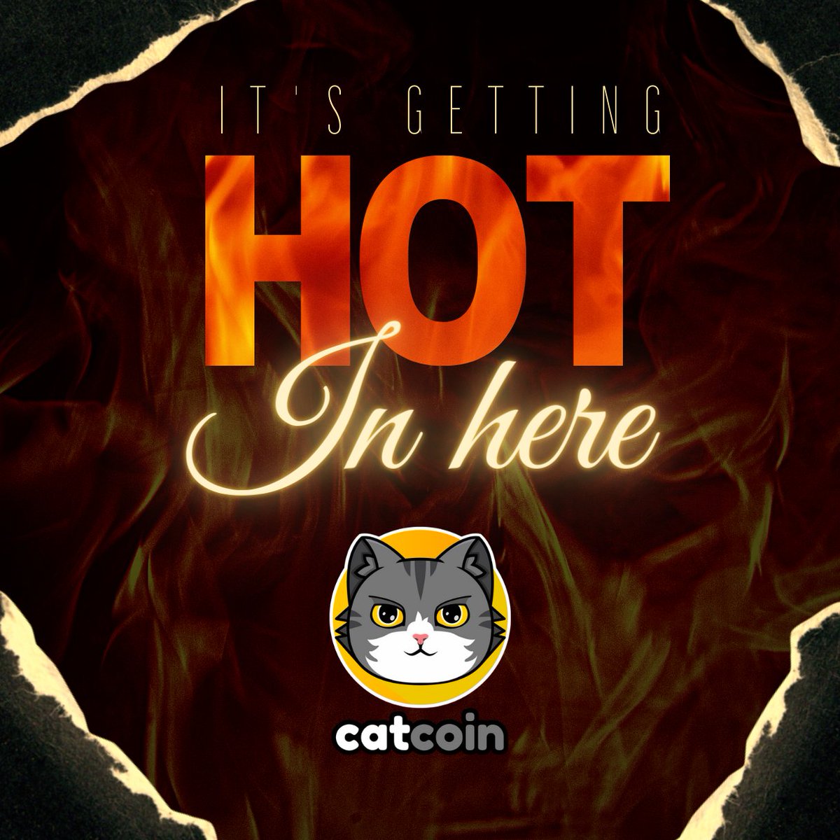 Savage_Laps's tweet image. Just your standard run of the day bag full of  $cats at 
@officialcatcoin this is about to lift off any moment.  Your welcome. #catcoin #CatcoinArmy