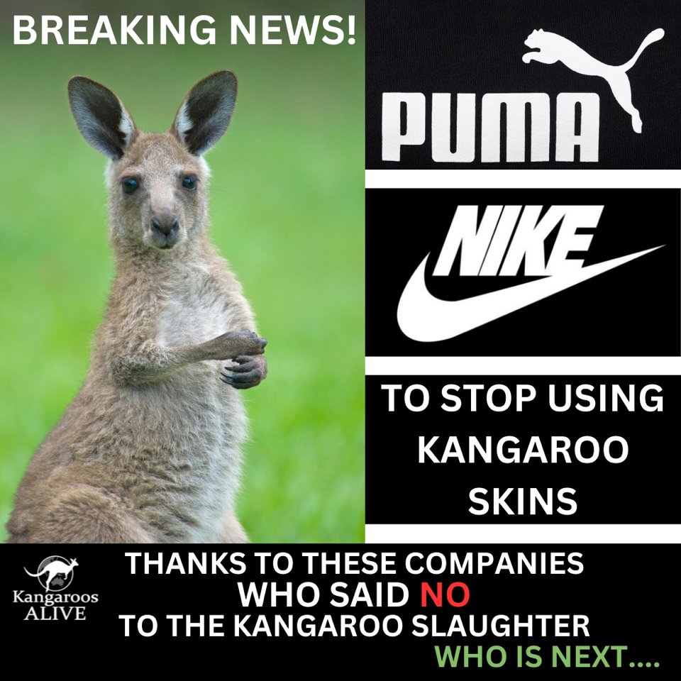 #BREAKINGNEWS: Thank you #Puma and #Nike. 🦘

#wildlife #wildlifenotprofit #stopkillingkangaroos #stopthetrade #kangaroosalive #australia #kangaroosarenotshoes #kangaroos