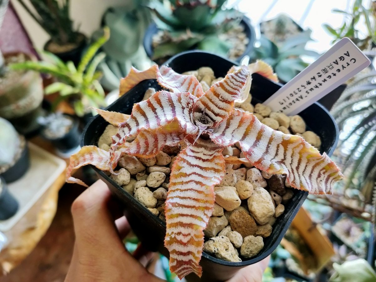 dozewtallflower's tweet image. 寒の戻りが強かった。
避難して良かったε-(´∀｀;)ﾎｯ
腰は痛いんですがw

おはようございます😊

 #cryptanthus
 #absoluteZero
from @ZOZOK17 さん 
新芽ニョキニョキしてきましたよ〜
いつもありがとうございます🙏