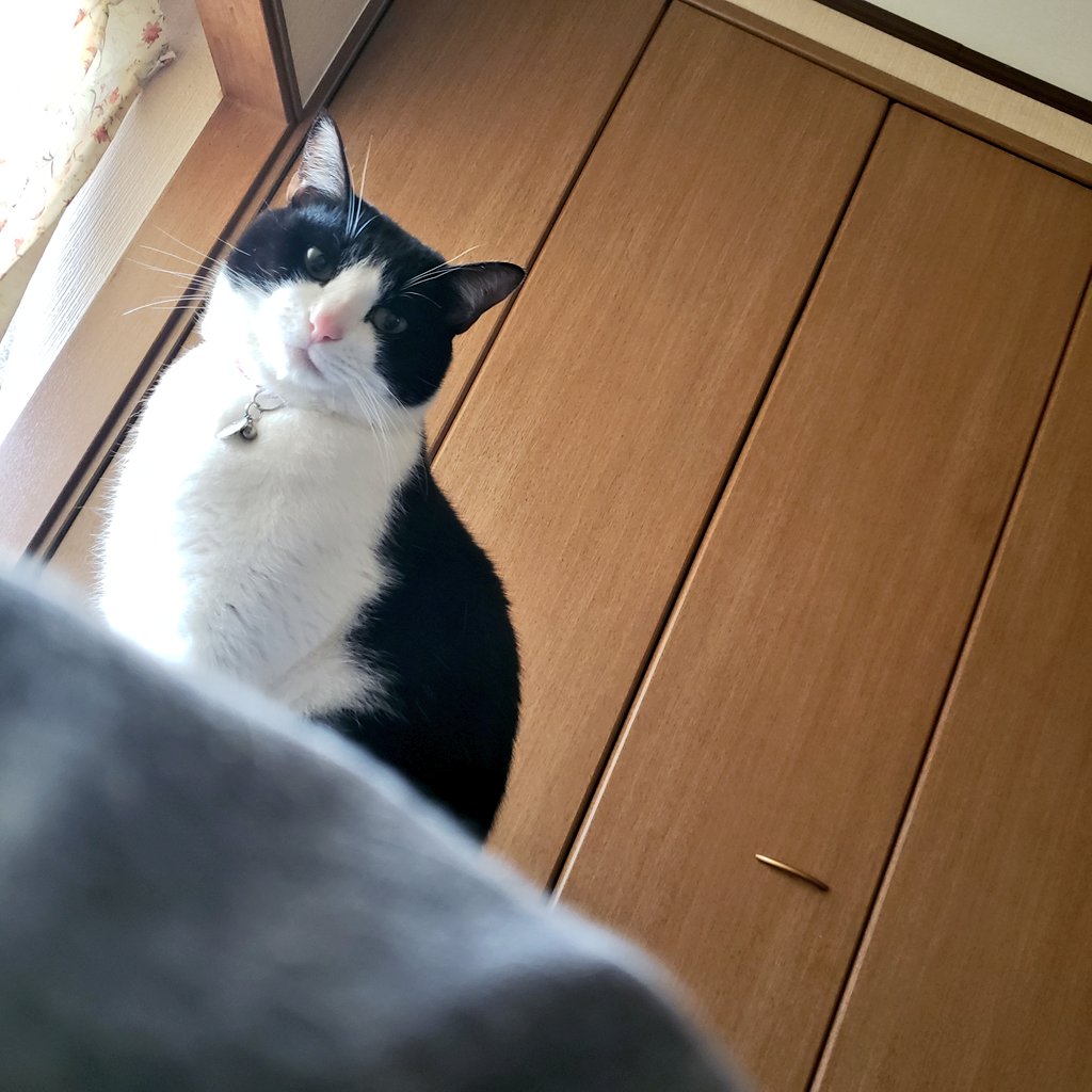 X0N2Xzpi5WJvIpv's tweet photo. 背中の上に乗るのが朝の日課になってしまった猫氏。

そして何故か腰の痛みが緩和された！
歩くのも辛かったのに！！
猫氏は整体師さんだったの？ https://t.co/sTdzIUKTFA