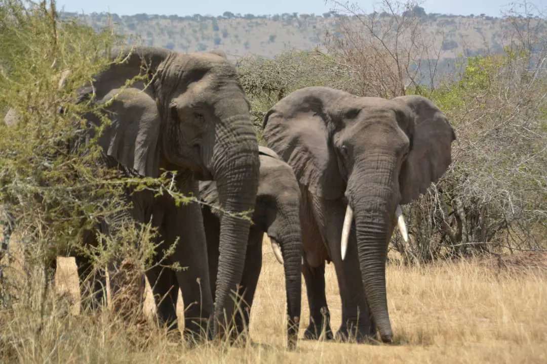 makariosafaris's tweet photo. More from our last trip @AkageraPark with guide Vincent. #photography #ToursToGo #travel #safari #explore #Rwanda #outdoor #nature #lifer #lifestyle #Oscars #TheLastOfUsHBO https://t.co/H7Wgdxx0U9