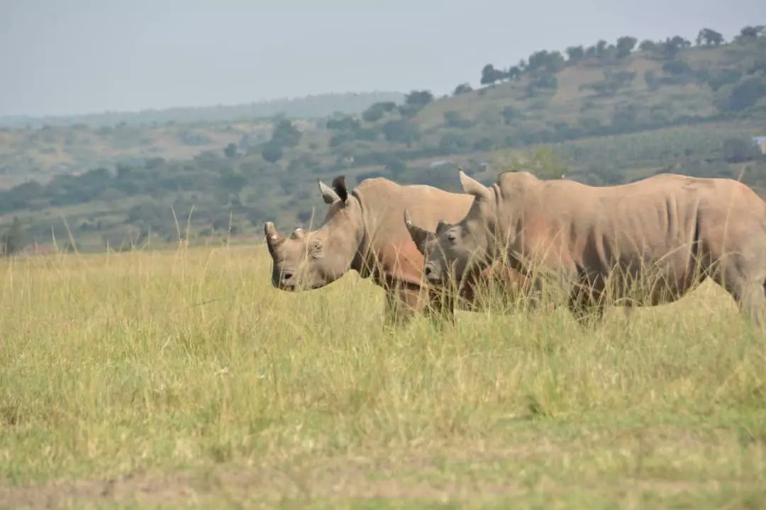 makariosafaris's tweet photo. More from our last trip @AkageraPark with guide Vincent. #photography #ToursToGo #travel #safari #explore #Rwanda #outdoor #nature #lifer #lifestyle #Oscars #TheLastOfUsHBO https://t.co/H7Wgdxx0U9