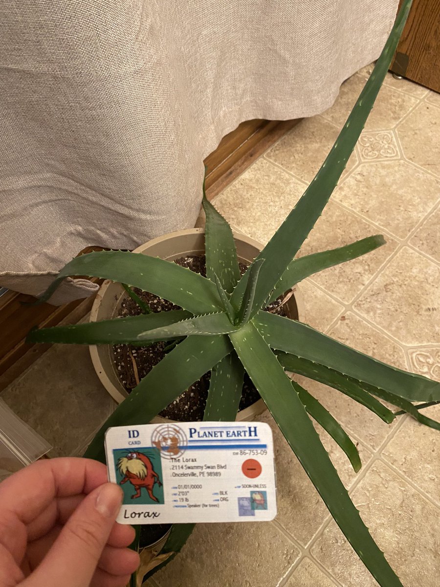 EleanorBrey's tweet photo. This is my aloe vera plant. We make sure not to water the plant too much and that the soil we use is not regular gardening soil, but a soil that has perlite in it! #apesland @franklinlorax https://t.co/eOsg4iMbOV