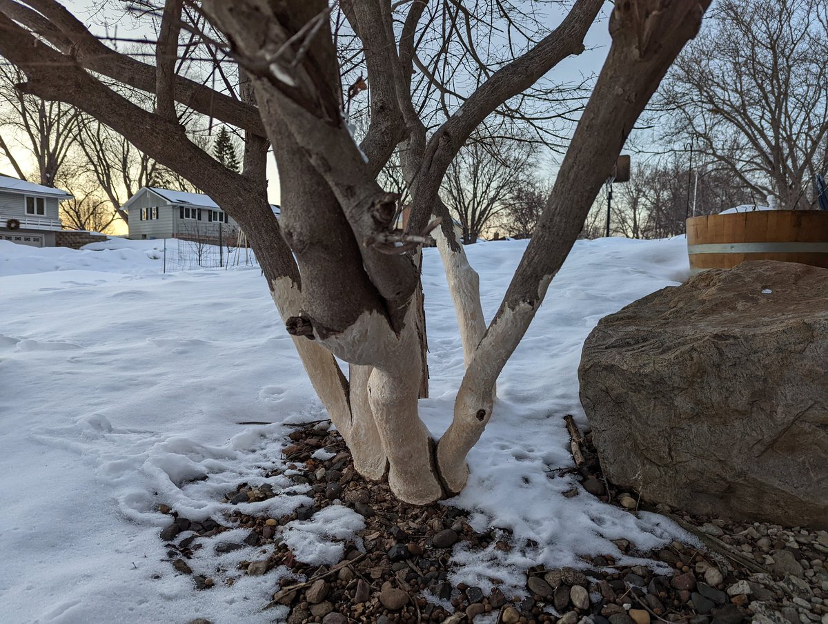 The rabbits have been doing some very expensive damage this year.