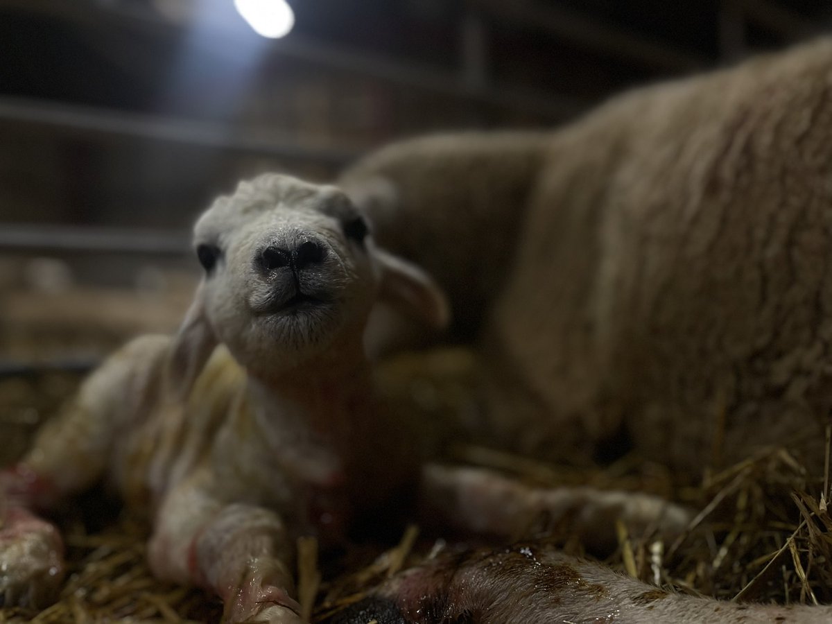 12.20 birthday boy, this never fails to fill me with fluffy feelings #lambing23