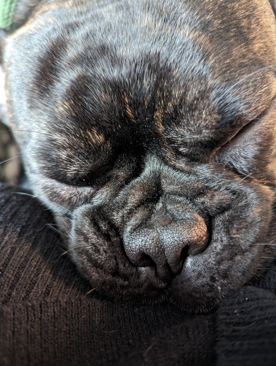 Boop the snoot. That is all. #SirSquishFace #BoopTheSnoot #FrenchiePuppers