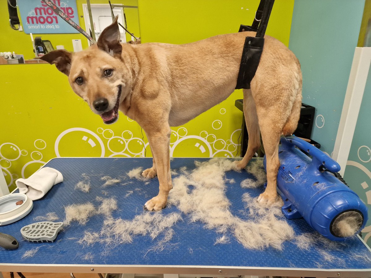 Someone was not happy when i took her into work for a Bath&amp;Brush😂