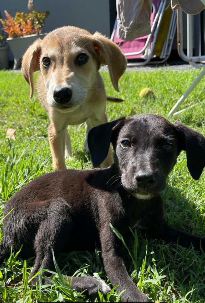 marlarovere's tweet photo. Acá hay dos bebes buscando adopción responsable. Tienen dos meses y están desparasitados y bañaditos. Se agradece difusión 🙏🏼 https://t.co/qLEovo1V2C