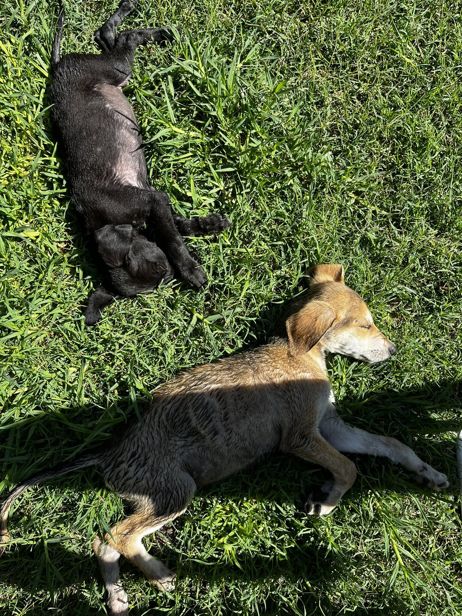 marlarovere's tweet photo. Acá hay dos bebes buscando adopción responsable. Tienen dos meses y están desparasitados y bañaditos. Se agradece difusión 🙏🏼 https://t.co/qLEovo1V2C
