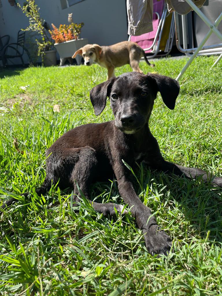 marlarovere's tweet photo. Acá hay dos bebes buscando adopción responsable. Tienen dos meses y están desparasitados y bañaditos. Se agradece difusión 🙏🏼 https://t.co/qLEovo1V2C