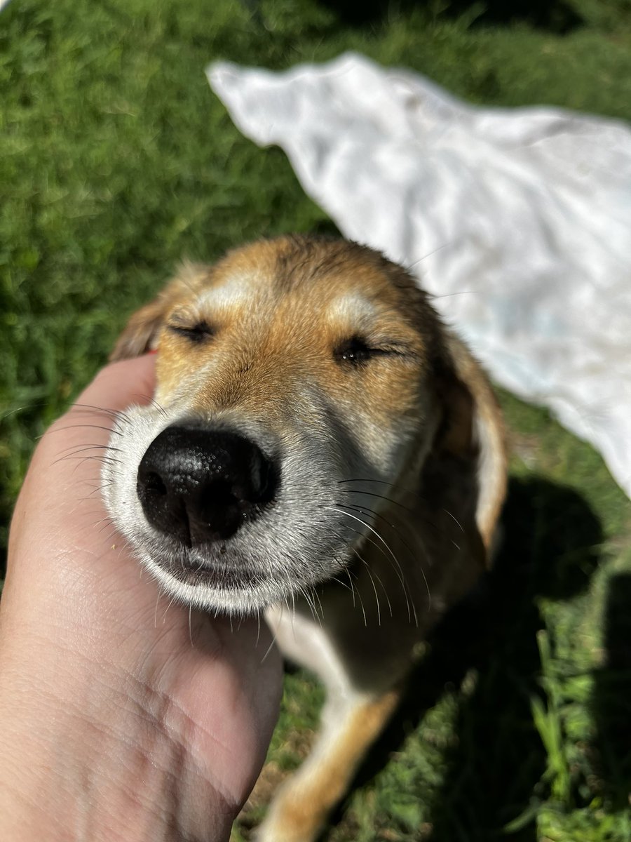 marlarovere's tweet photo. Acá hay dos bebes buscando adopción responsable. Tienen dos meses y están desparasitados y bañaditos. Se agradece difusión 🙏🏼 https://t.co/qLEovo1V2C