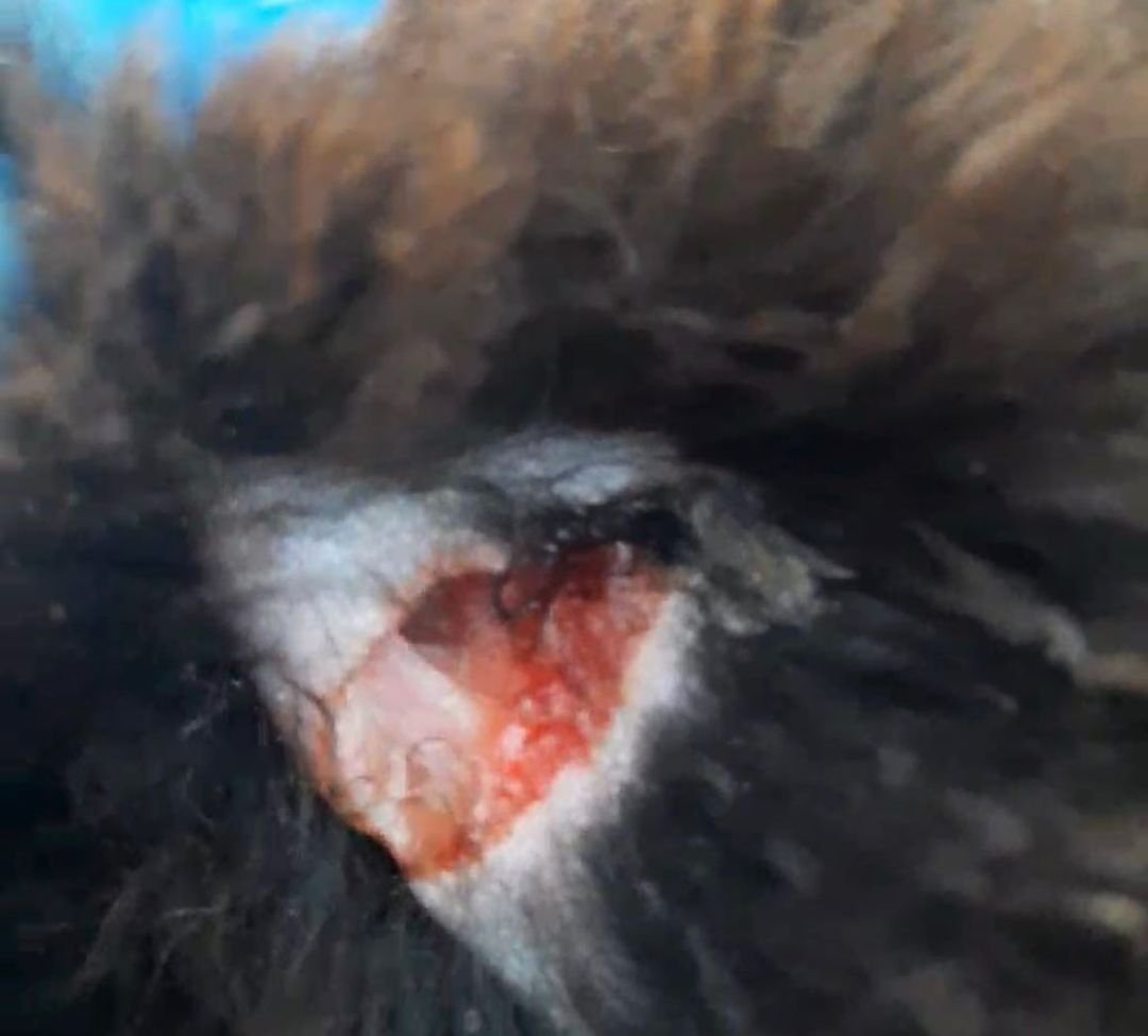 allan_ssenyondo's tweet photo. Please donate and save baby Barry from the danger,he was left behind with serious injury and needs urgent treatment. The treatment costs $142 please tap in link and donate https://t.co/8WZZgxfCXu
#animalloves #vegans #animalrescue https://t.co/10S1ofxscF