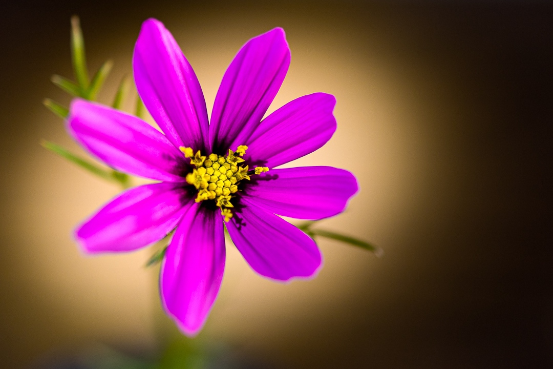 eugenebrill's tweet photo. 🌺Take a break from this world and explore the beauty of the cosmos. Let its vibrant flowers inspire you to take a step forward in life. Learn more... https://t.co/68AwOSVc11
📷 @thewannabenaturalist
.
#wannabenaturalist #cosmosflowers #thinkoutside #eugenebrill https://t.co/hxdwvehWHo
