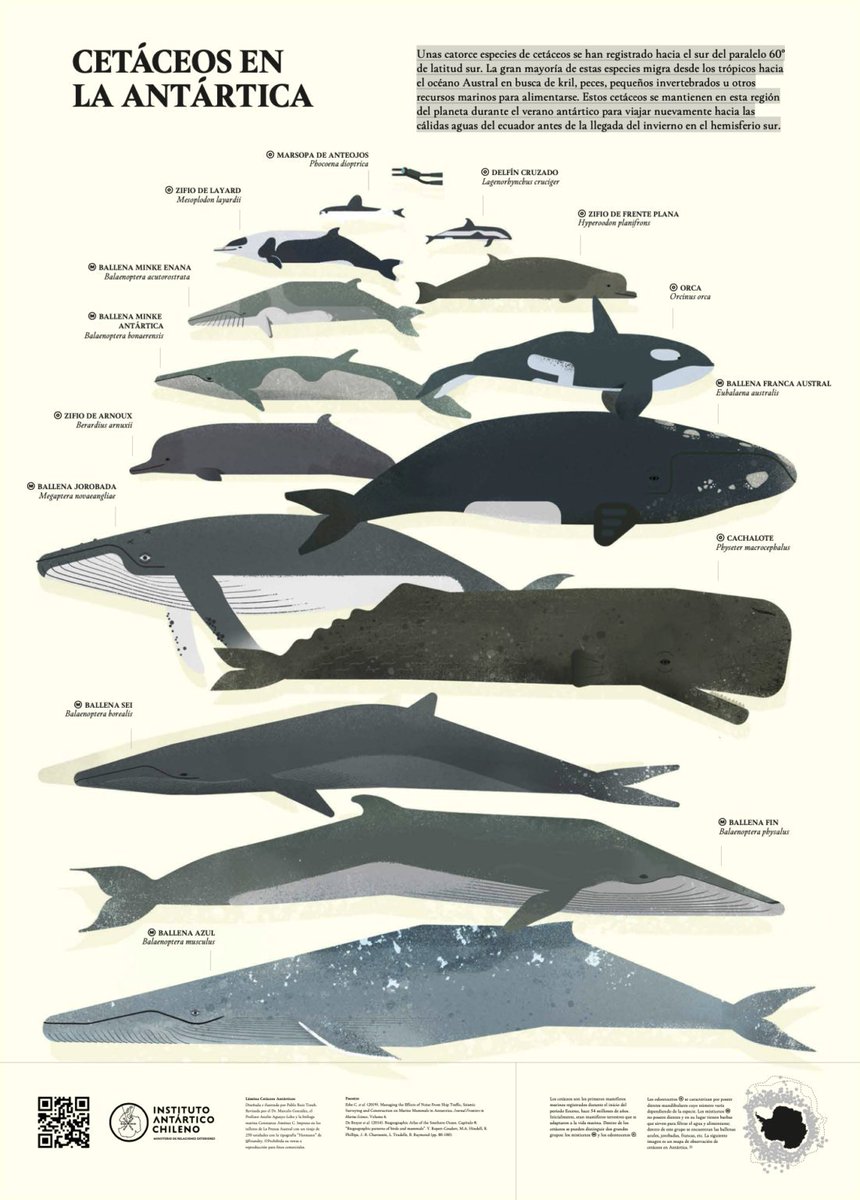 ¿Qué sabes de los cetáceos antárticos?🤔

La gran mayoría de estas especies migra desde los trópicos hacia el océano Austral en busca de kril, peces, pequeños invertebrados u otros recursos marinos para alimentarse.🌊

Descubre más con esta infografía de <a href="/inach_gob/">INACH</a>  👇🏽