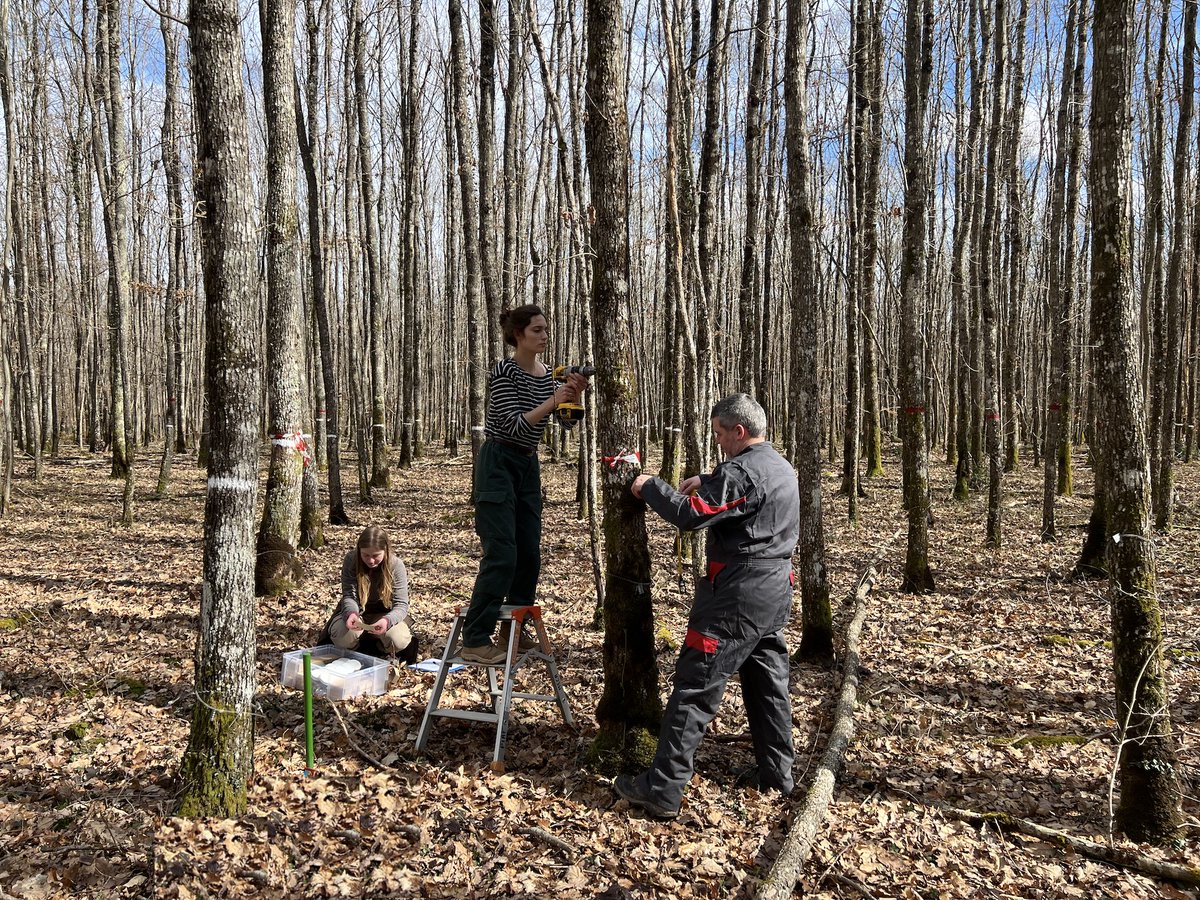 Installation de dendromètres automatiques pour enregistrer le "pouls" des arbres de la forêt domaniale de Tronçais. Projet TronSave