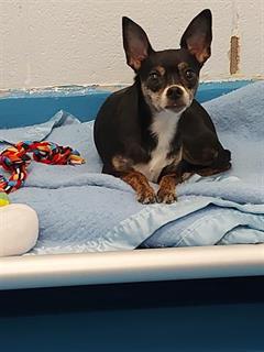 PetfindToronto's tweet photo. #BROWNSLINE #LAKESHORE Pls RT2unite #FOUND #DOG- 11-Mar-23 #Toronto Animal Services A943203 #EAST 416-338-7539 BLACK #CHIHUHUA SH F/4Yr https://t.co/itHICj1wPS