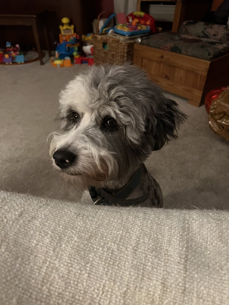 brindlern417's tweet photo. @bunsenbernerbmd Skye has zero shame and will clean herself in any company. 🤦🏻‍♀️ https://t.co/T7L5Hi5i7W