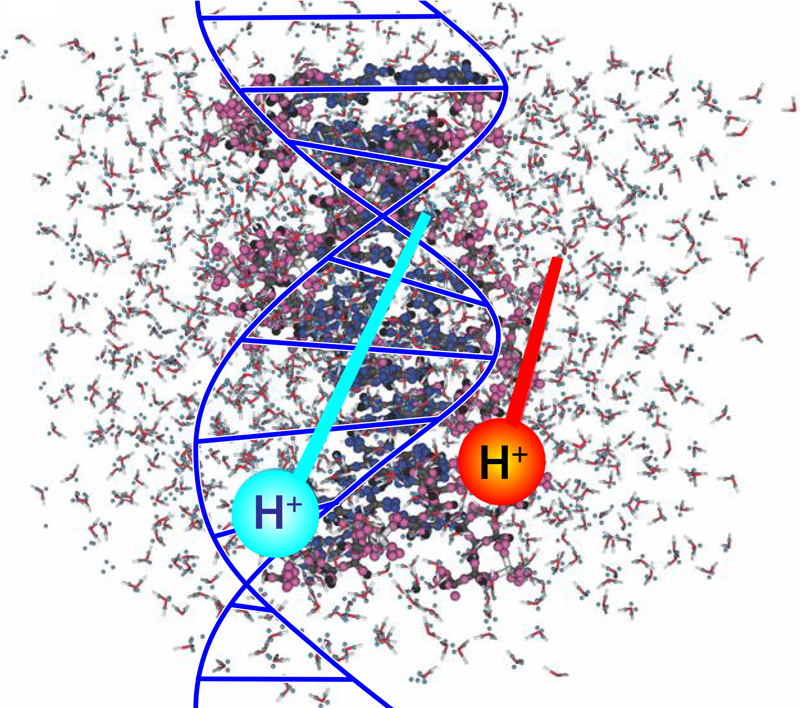 PhysRevLett's tweet photo. Numerical simulations reveal atomic-level origins the oxidative damage done by high energy protons on DNA molecules, information which could aid ion beam cancer therapies #biophysics
Letter: https://t.co/3wIvPetbY7
Viewpoint: https://t.co/XIJRrySWmi https://t.co/gVxvmOCFWJ
