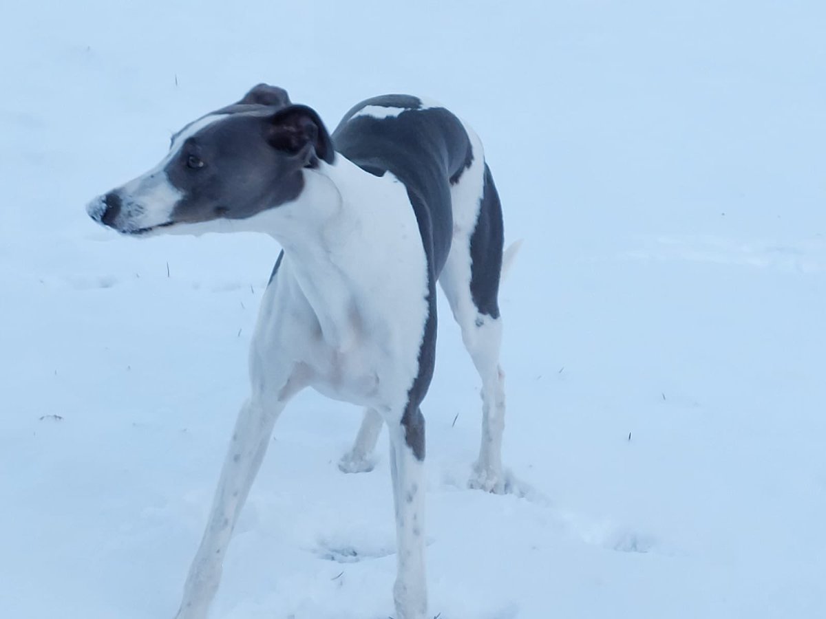 Something funny has happened to my garden!! Also my paws feel cold.