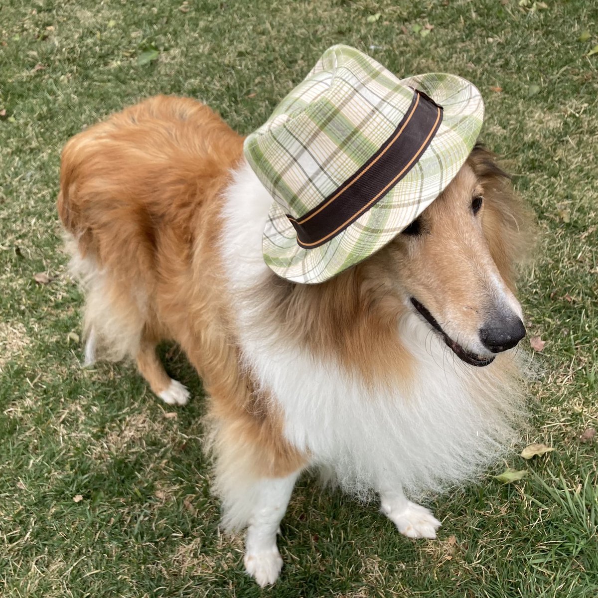 CollieCrusader's tweet photo. 🤭 Today’s episode of collie cuteness! Sorry, when you look this good in a hat you can’t be humble!

#collie #roughcollie #colliecutie #colliecuteness #dogsinhats #cutedogoftheday https://t.co/RS6P9YGE41