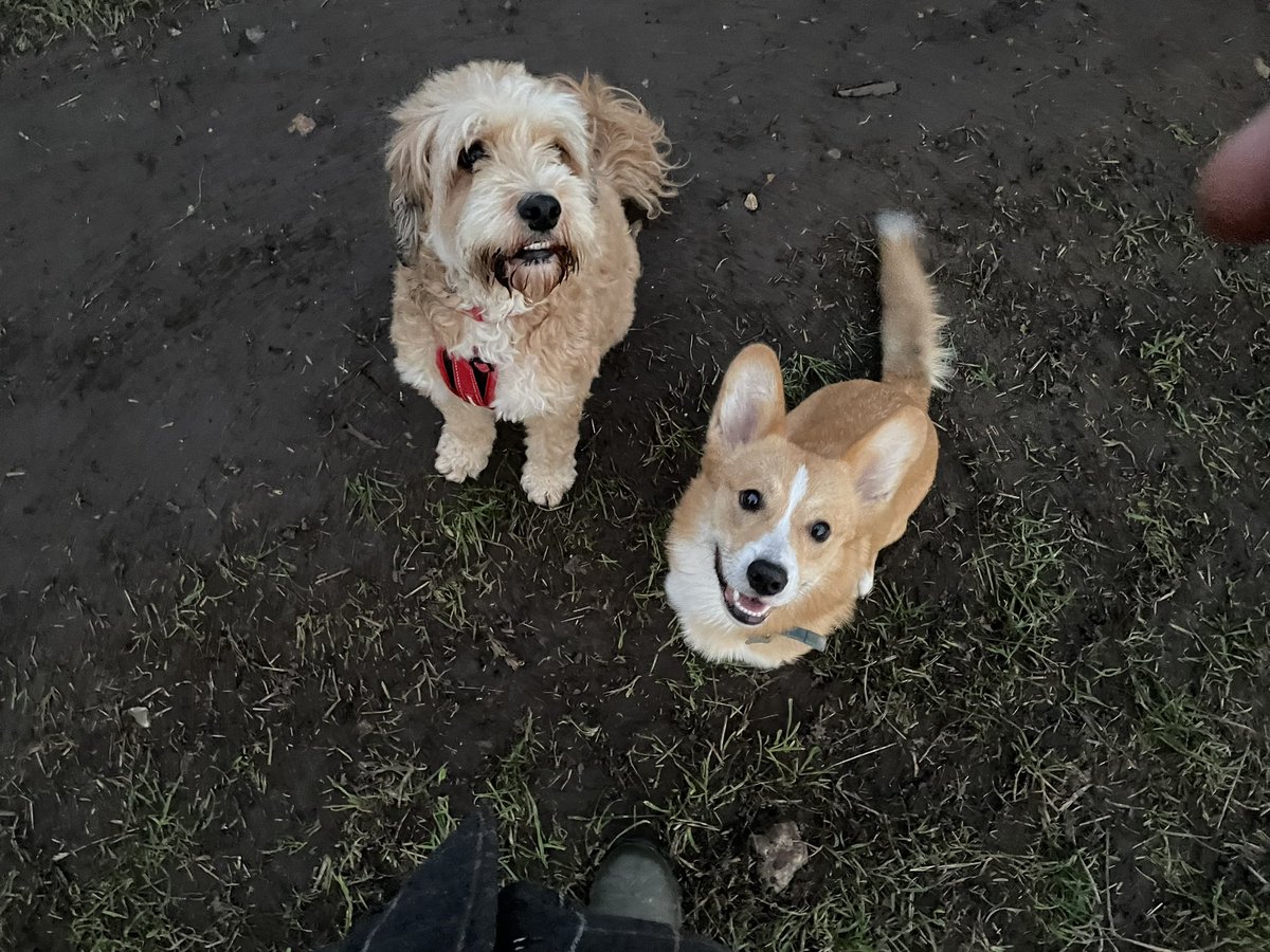 jasonplummer2's tweet photo. @AmandaGolf59 Say hello to Rosie &amp; Humphrey! https://t.co/mfSuMNqq5R