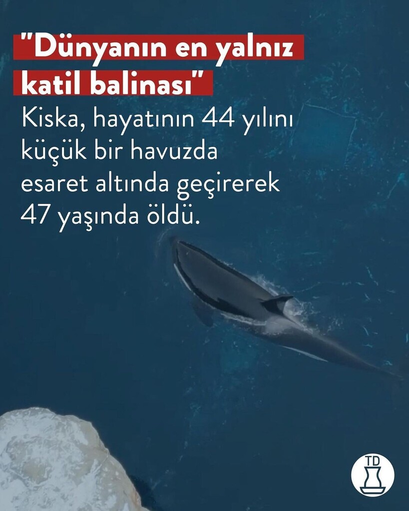 SevimliDostum's tweet photo. İnsan yeryüzündeki en vahşi hayvandır! https://t.co/tB97s8DX2a
