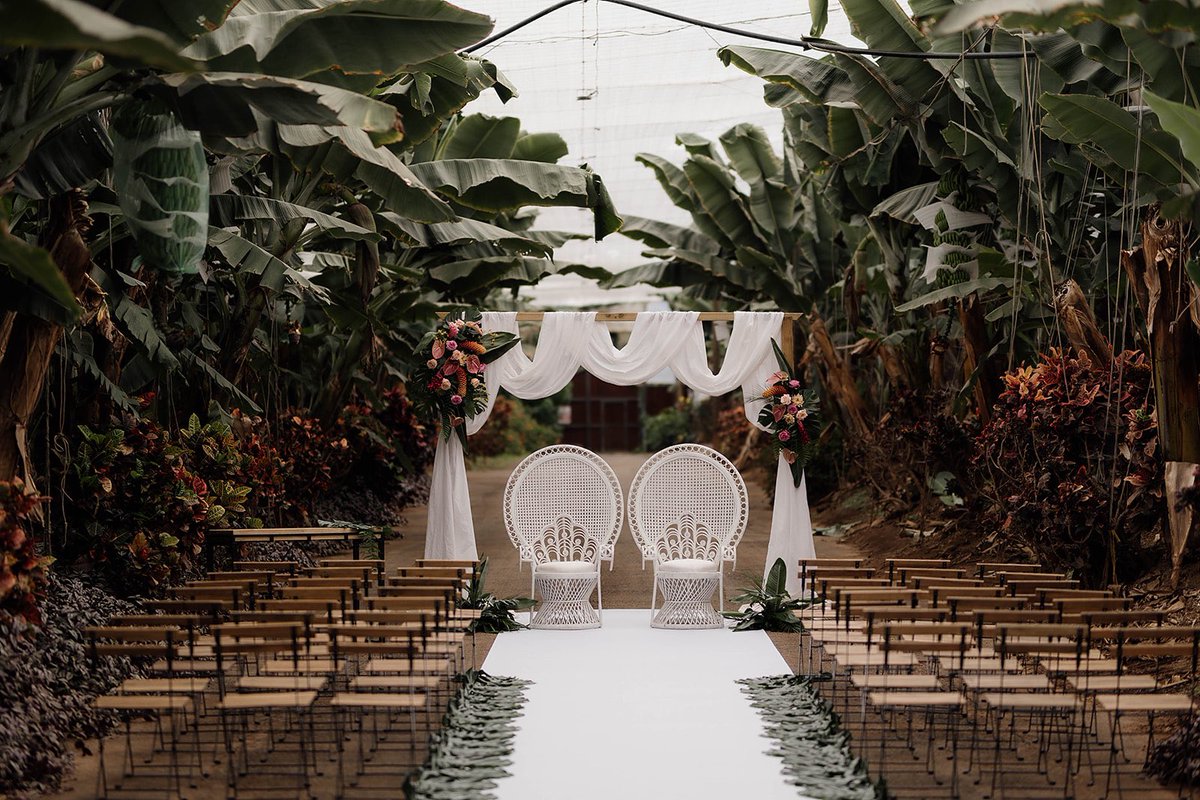 #tropicalwedding #ceremony between the banana trees! 

Loved creating this, the simple white looked so pretty againat the palm leaves 

licandroweddings.com 

#licandroweddings #weddingplanner #ceremonydecor #weddingarches #tenerife  

@puntadellomo