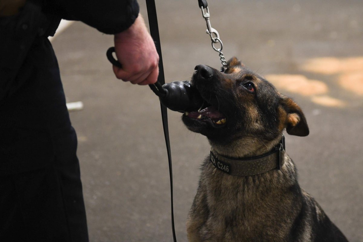 NAV_STA_NORFOLK's tweet photo. Happy K-9 Veterans Day! Today we honor all our military working dogs and their handlers, especially those assigned to Naval Station Norfolk!!!!!
#K9VeteransDay
#Anchoredinpride
#militaryworkingdogs https://t.co/GMeNqkB2Tr