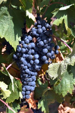 Nos queda presentar la última Denominación de Origen de Castilla y León para el próximo #VinoEntreAmigos.
La hermana del norte de la gran Ribera del Duero, la <a href="/DOArlanza1/">Denominación de Origen Arlanza</a> está repartida entre Burgos y Palencia, con la variedad tempranillo como estandarte. destinocastillayleon.es/index/denomina…