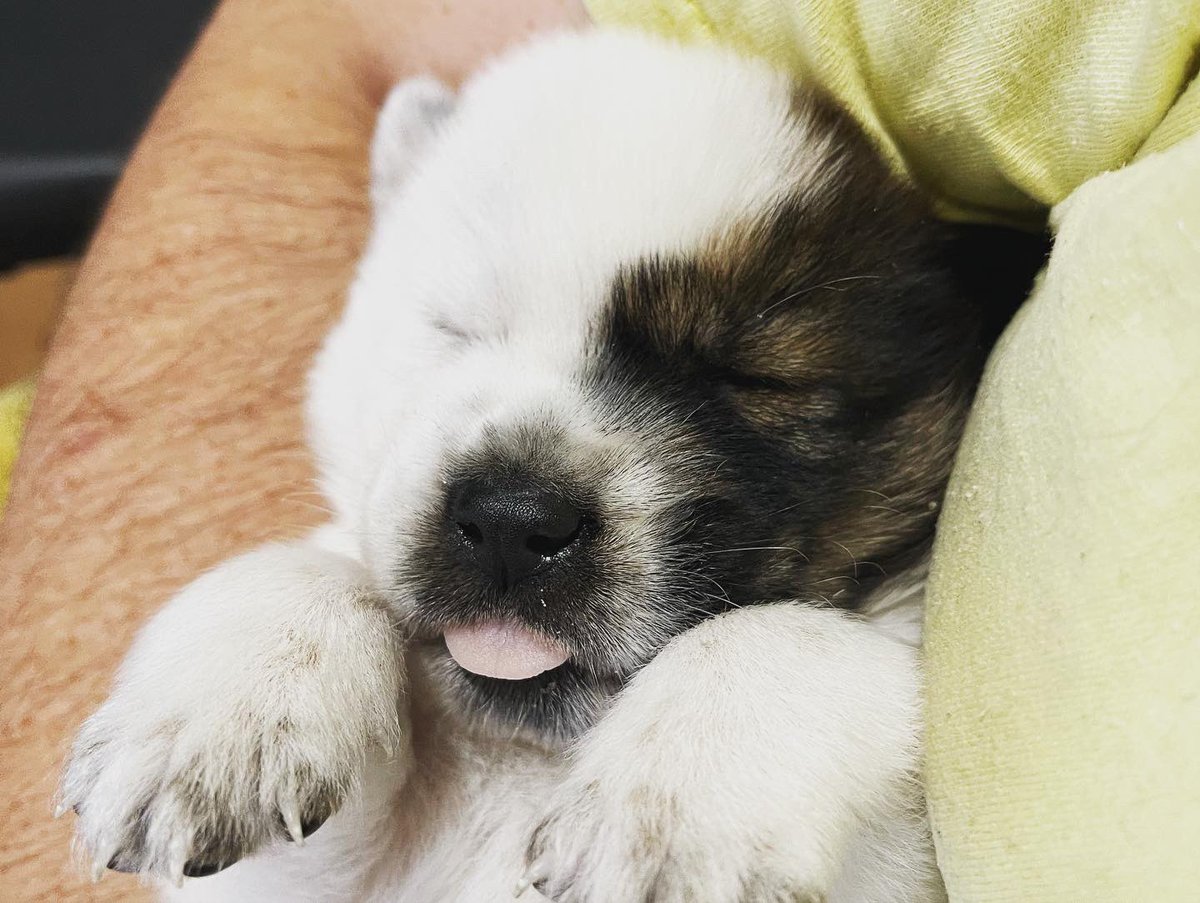 tombrighteyes's tweet photo. This little one left alone and we had to take her in cleaned up very good and needs a name. https://t.co/RnT7M1sybQ