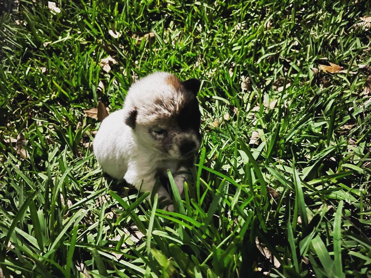 tombrighteyes's tweet photo. This little one left alone and we had to take her in cleaned up very good and needs a name. https://t.co/RnT7M1sybQ