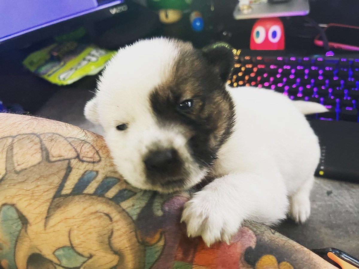 tombrighteyes's tweet photo. This little one left alone and we had to take her in cleaned up very good and needs a name. https://t.co/RnT7M1sybQ